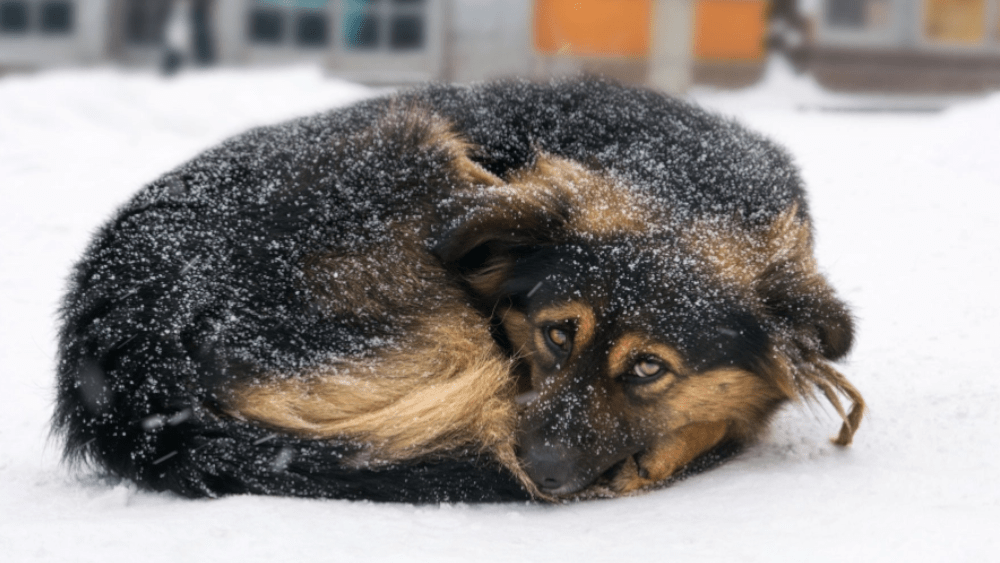 dog-in-snow