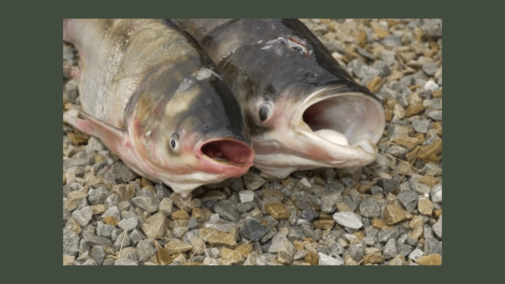 asian-carp-2-22-21