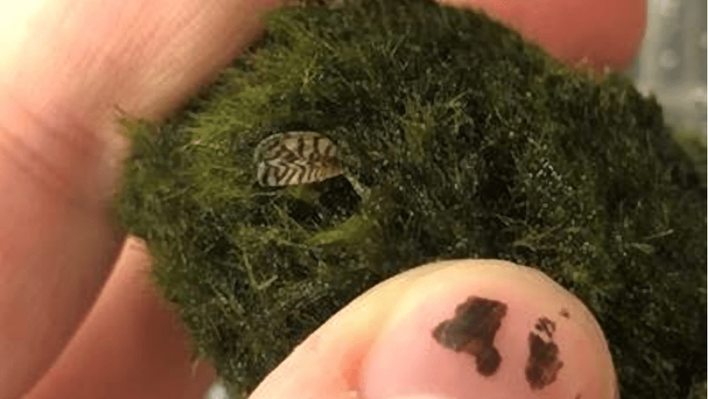 zebra-mussel-3-12-21