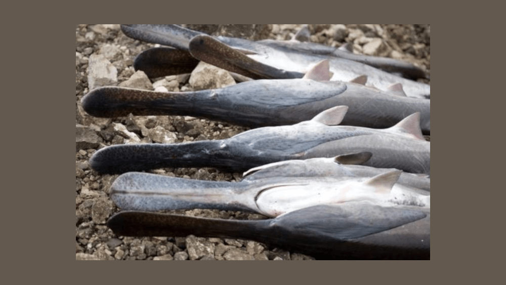 paddlefish-pic-3-24-21