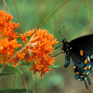 butterfly-milkweed