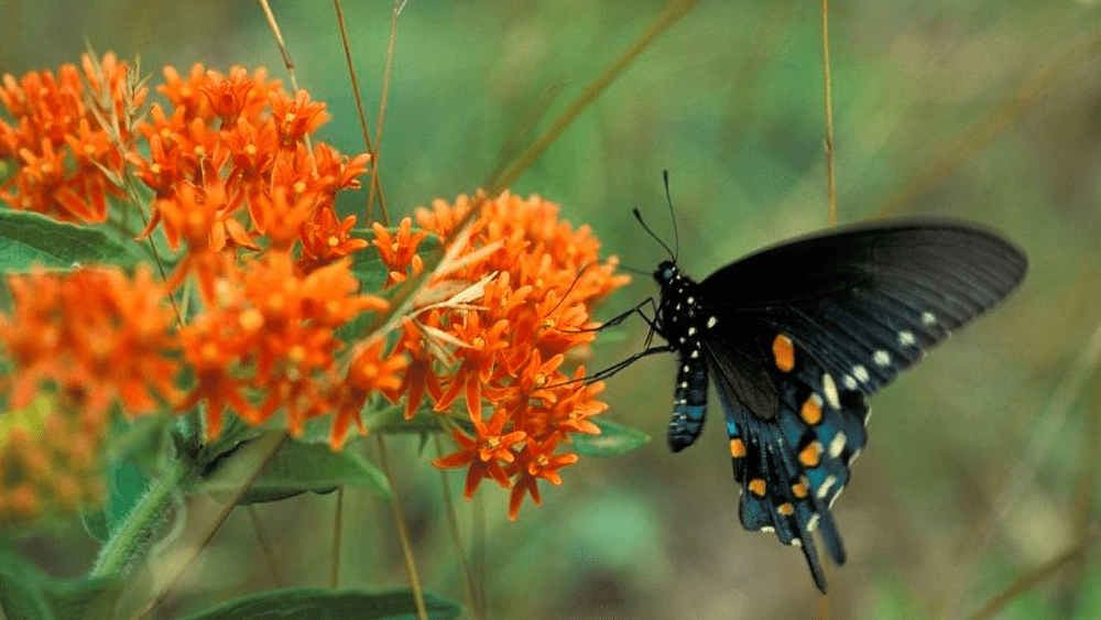 butterfly-milkweed
