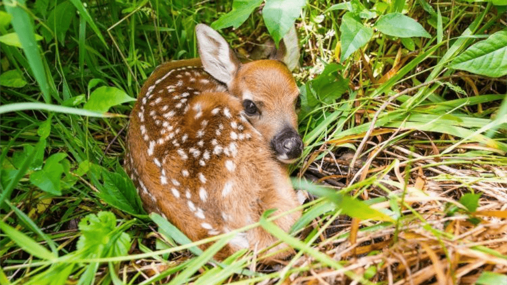 MDC ENCOURAGES PUBLIC TO LEAVE WILDLIFE WILD THIS SPRING | KMMO