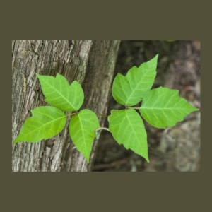 poison-ivy-5-13-21