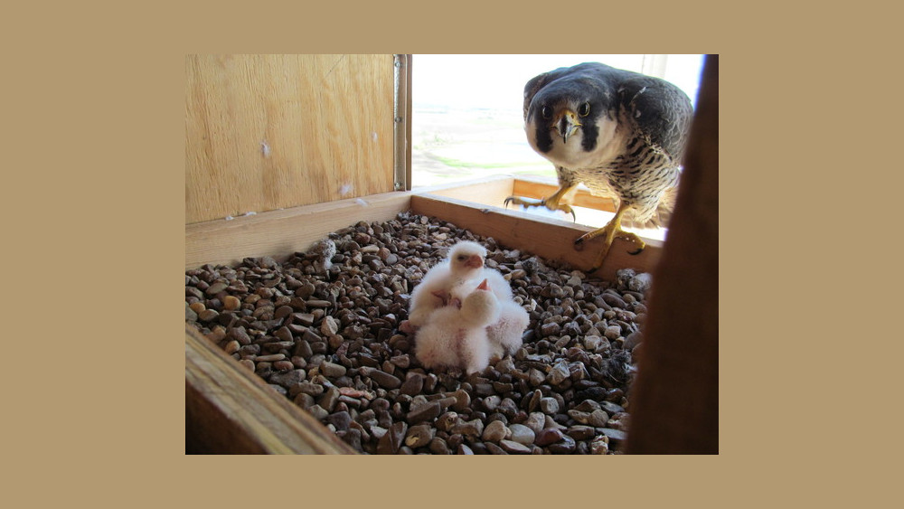 peregrine-falcon-5-21-21
