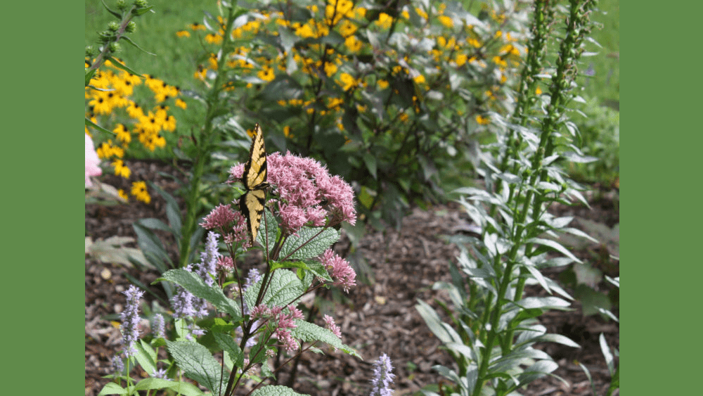powell-gardens-6-2-21