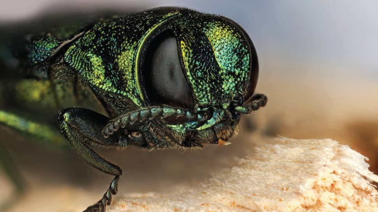 emerald-ash-borer