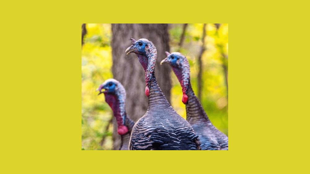 LEARN ABOUT MISSOURI WILD TURKEY NUMBERS, MDC MANAGEMENT EFFORTS