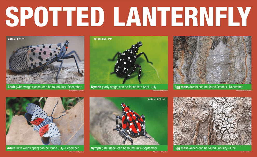 spotted lantern fly tree damage