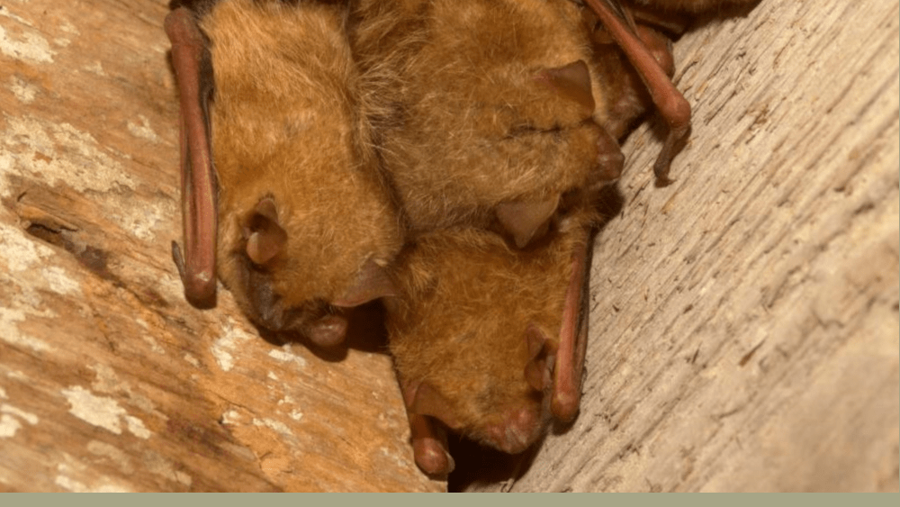 bats-10-9-21