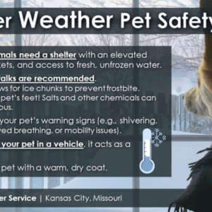 nws-winter-tips-for-outside-pets