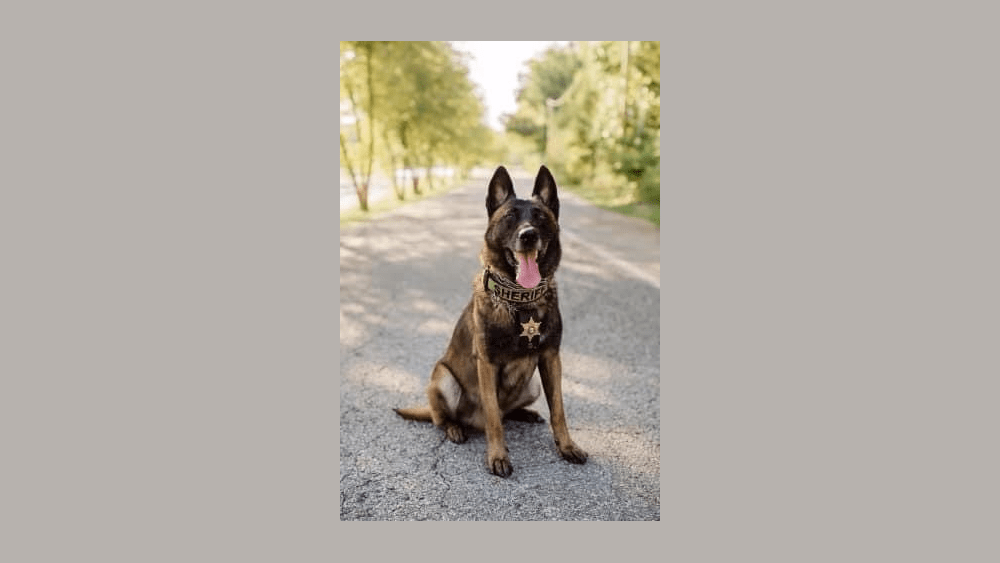 k-9-boss-2-1-22