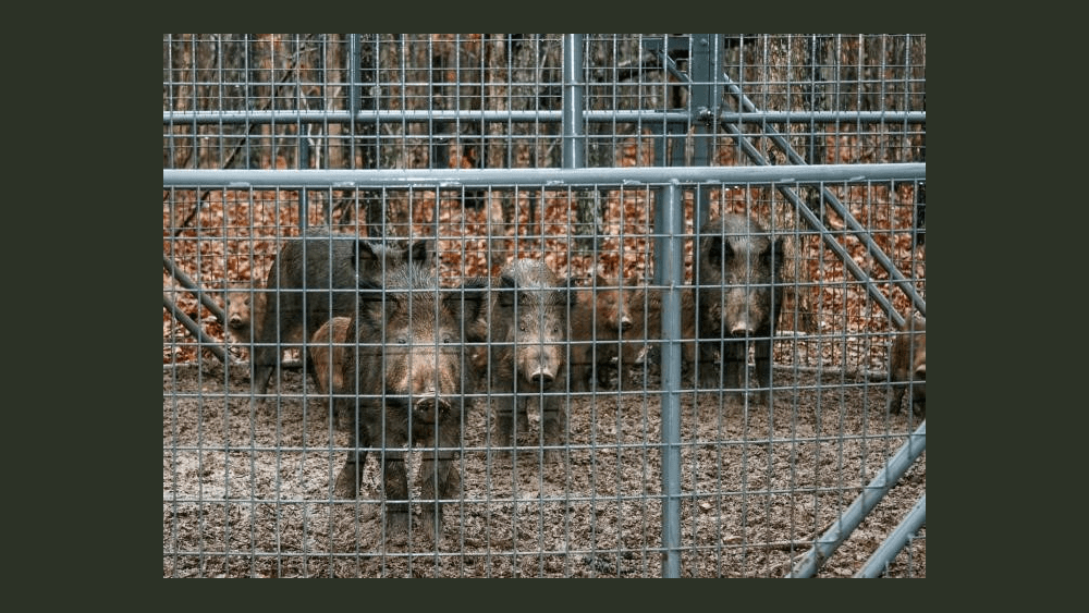 feral-hogs-pic-2-9-22