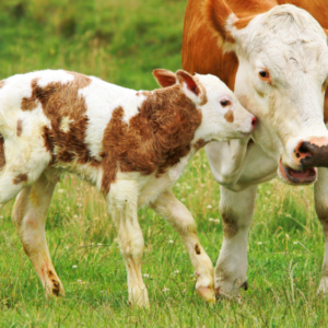 calving-season