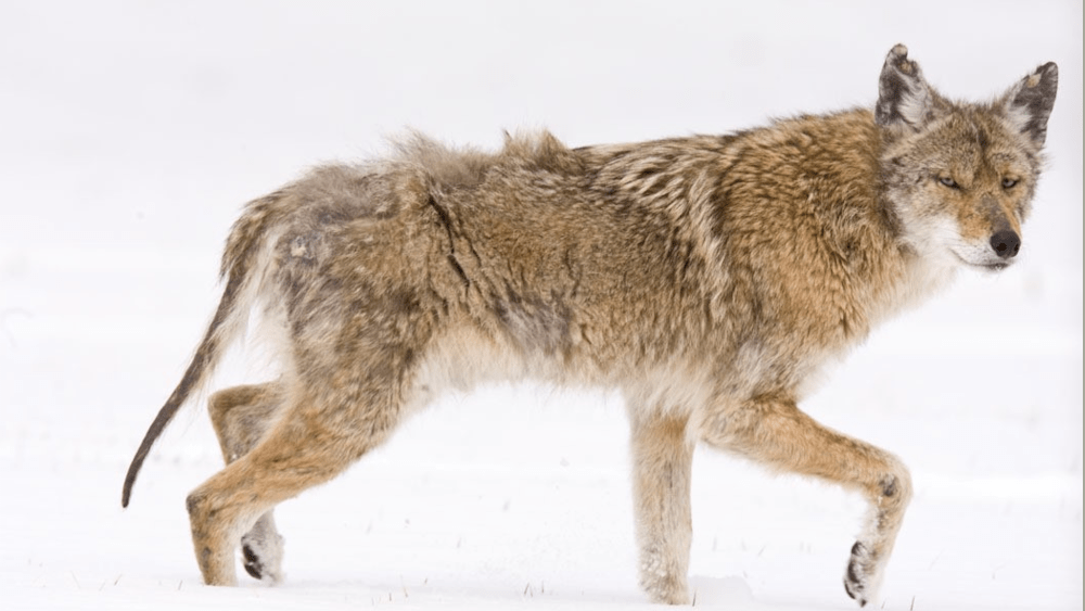 coyote-pic-2-22-22