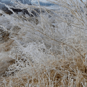 frost-on-weeds-4-25-22