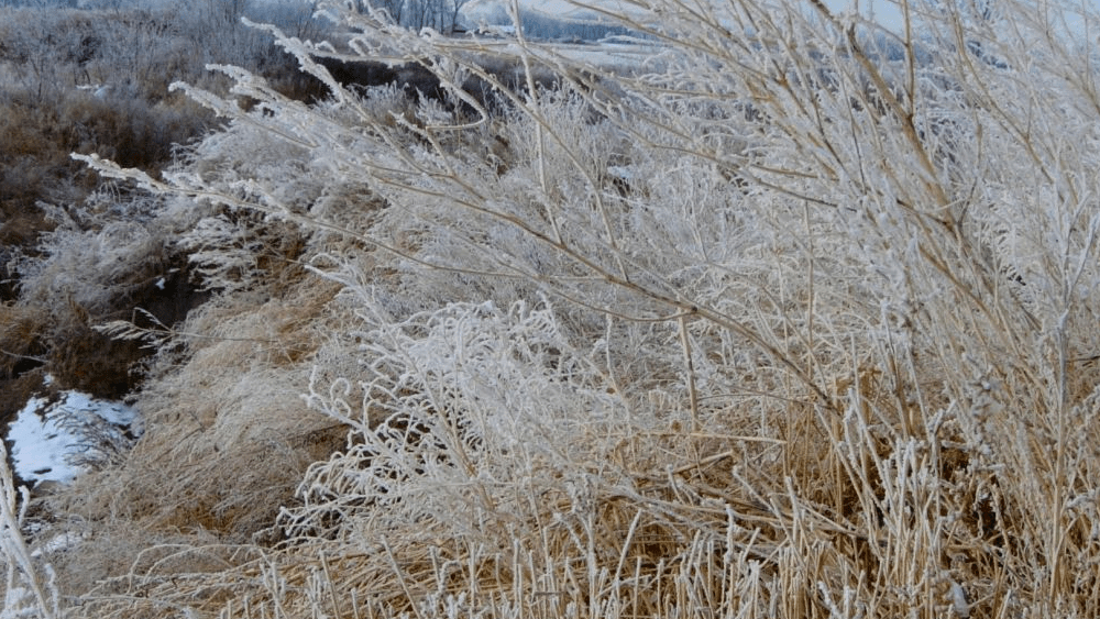 frost-on-weeds-4-25-22