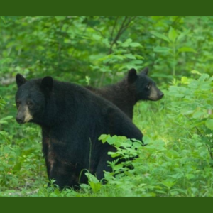 black-bears-4-27-22