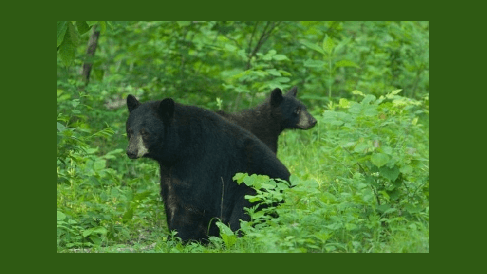black-bears-4-27-22