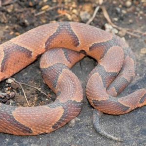 copperhead-snake-5-25-22
