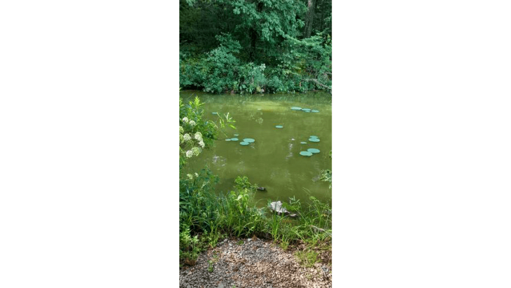 springfork-lake-7822