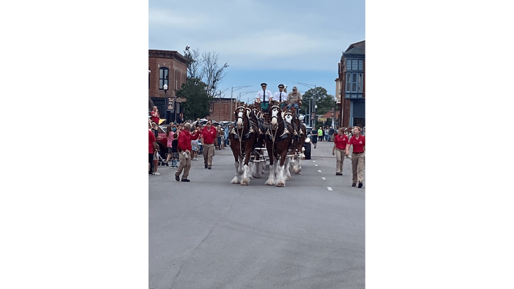 budweiser-clydesdales-1