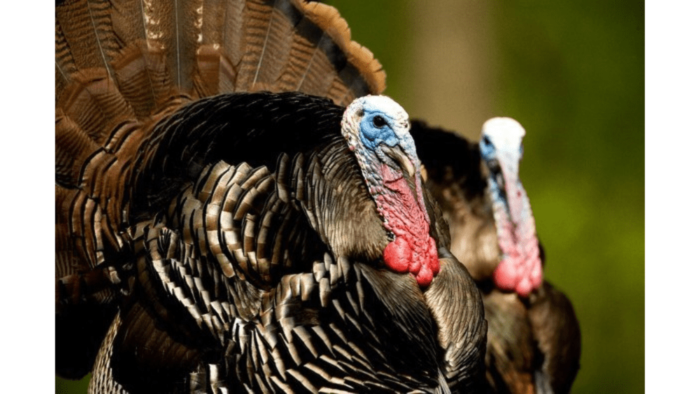 mdc-turkey-feathers