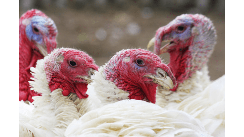 avian-influenza