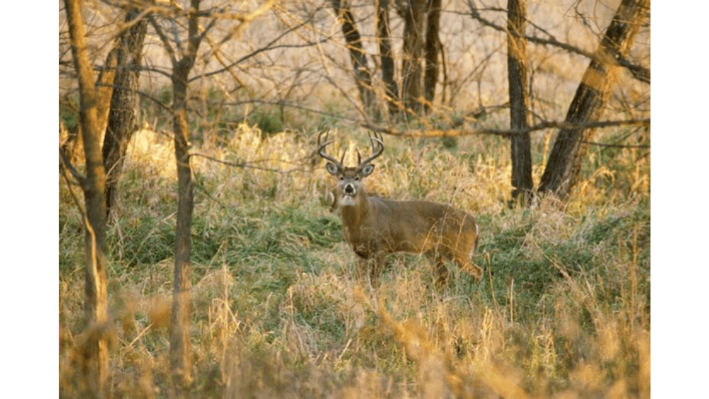 MDC REMINDS RESIDENTS NOT TO PLACE FOOD ATTRACTANTS IN CWD COUNTIES