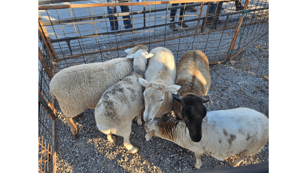 sheep