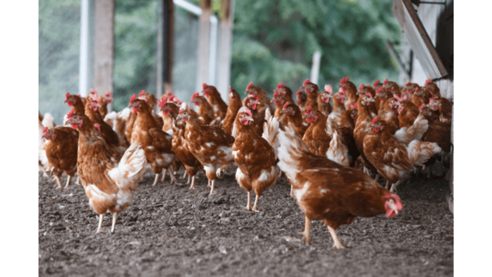 mda-chickens