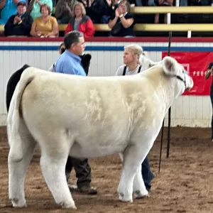 24-0813-graves-gc-steer-with-judge