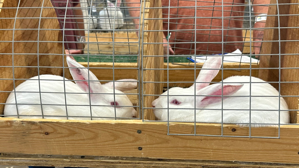Show Rabbit Pens TOP RABBIT PENS HOP INTO SALE OF CHAMPIONS | KMMO - Marshall, MO