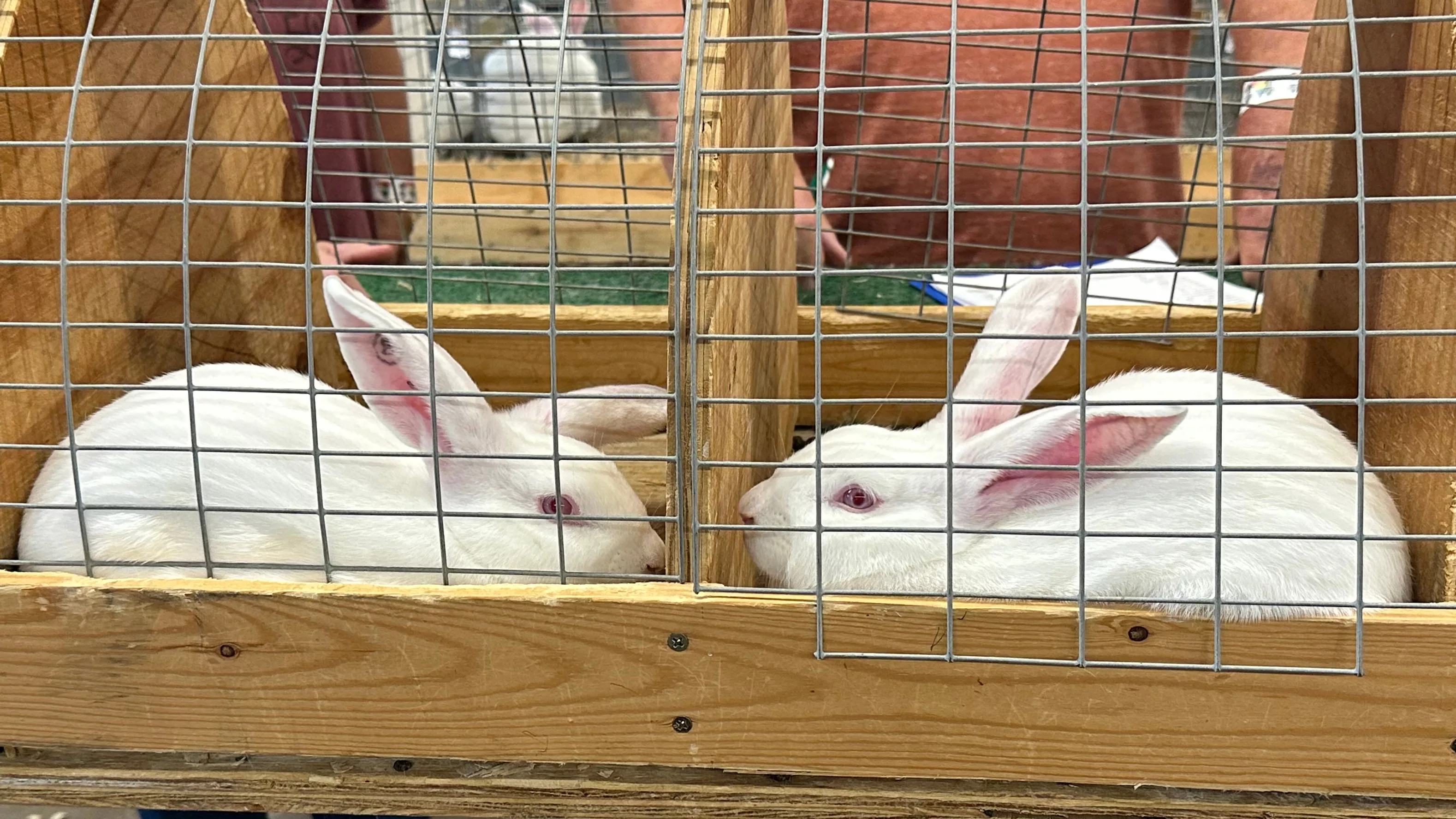 24-0816-gc-rabbits