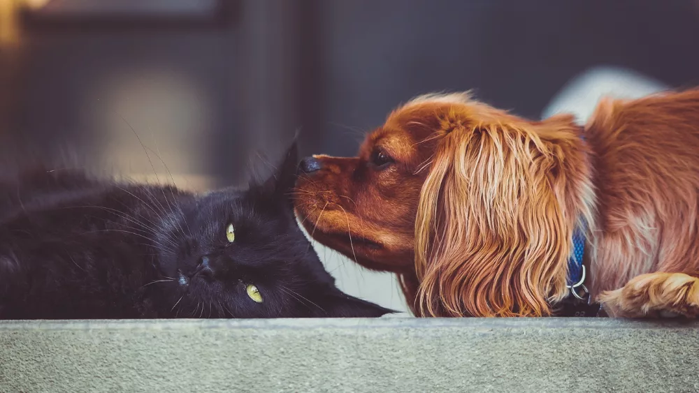 generic-stock-photo-of-cat-and-dog