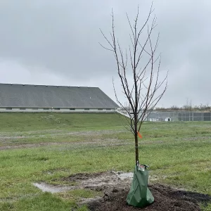 25-0404-tree-at-sedalia-animal-shelter