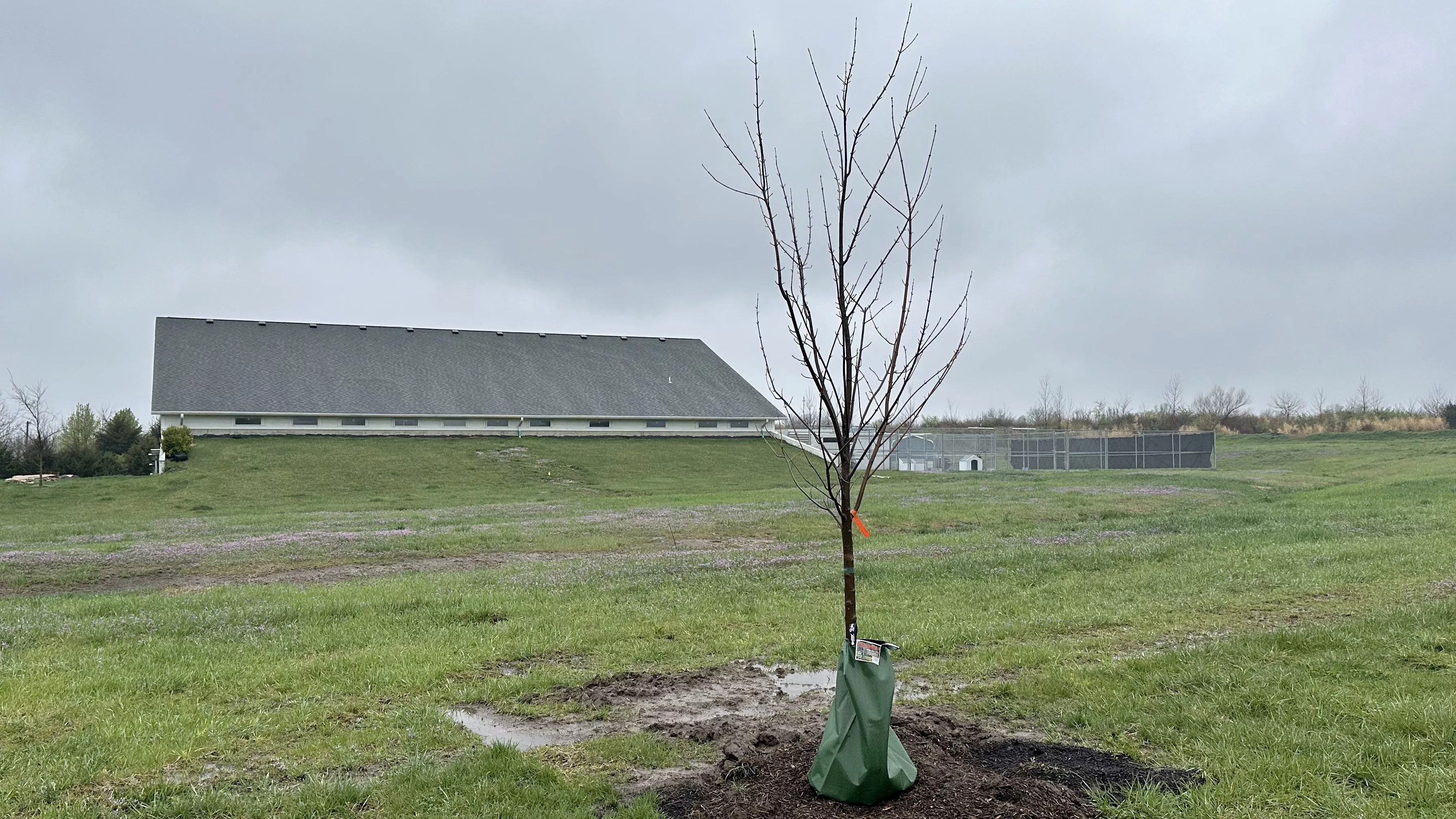 25-0404-tree-at-sedalia-animal-shelter