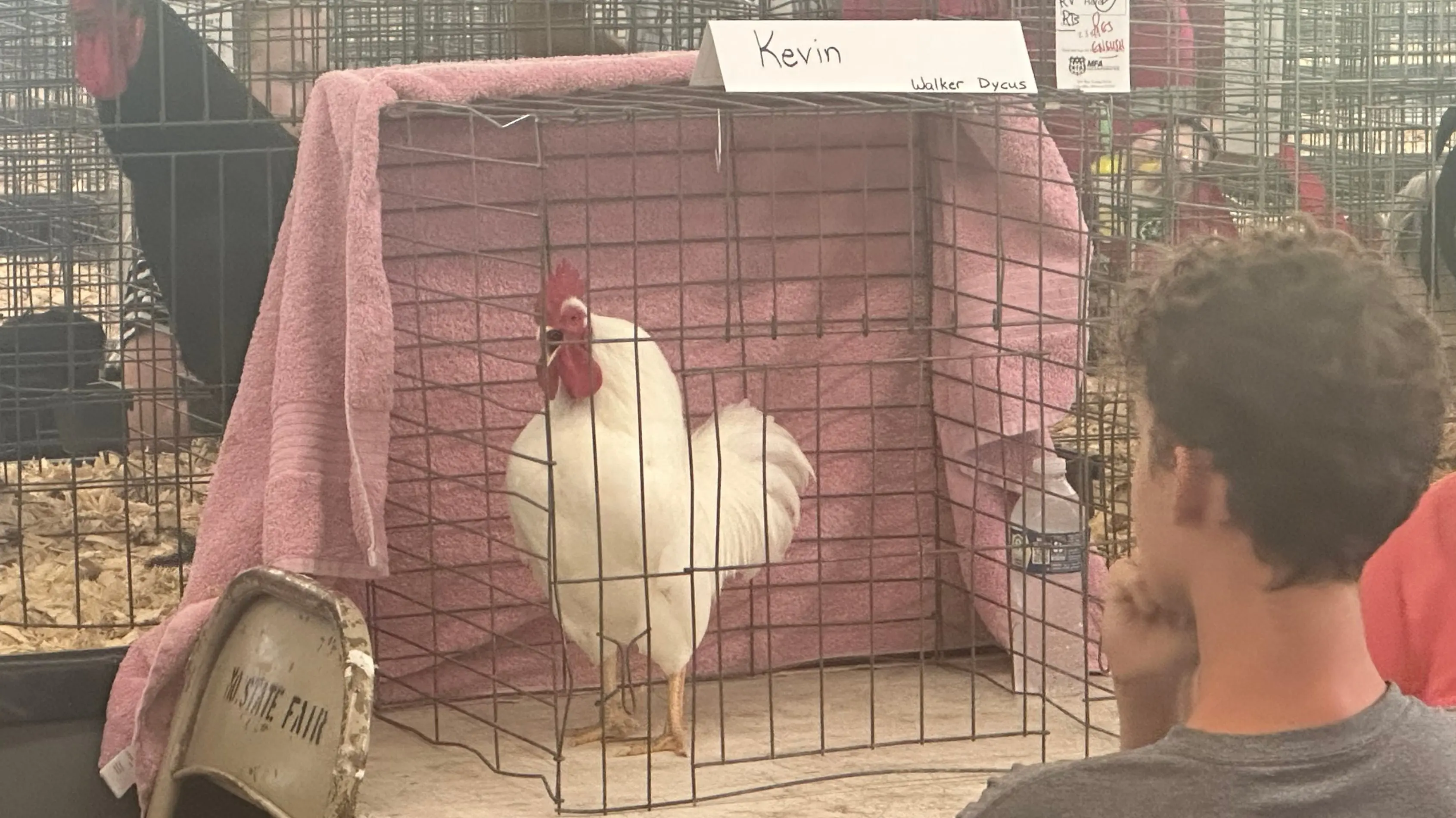 25-0811-kevin-is-crowing-at-the-msf