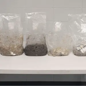 marshall-pd-drug-bust
