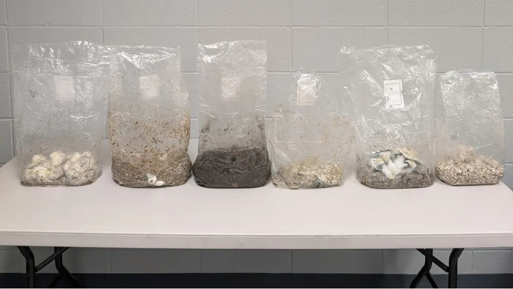 marshall-pd-drug-bust
