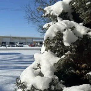 26-0126-close-up-of-snow-covered-tree