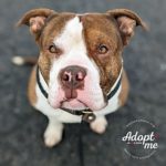 Dog of the Week