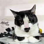 Cat of the Week