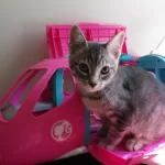 Cat of the Week
