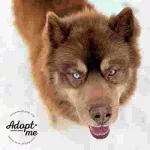 Dog of the Week