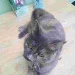 Cat of the Week