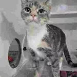 Cat of the Week