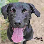 Dog of the Week