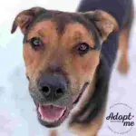 Dog of the Week