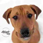 Dog of the Week